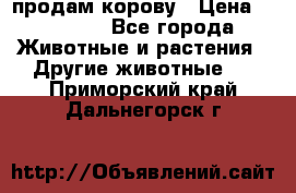 продам корову › Цена ­ 70 000 - Все города Животные и растения » Другие животные   . Приморский край,Дальнегорск г.
